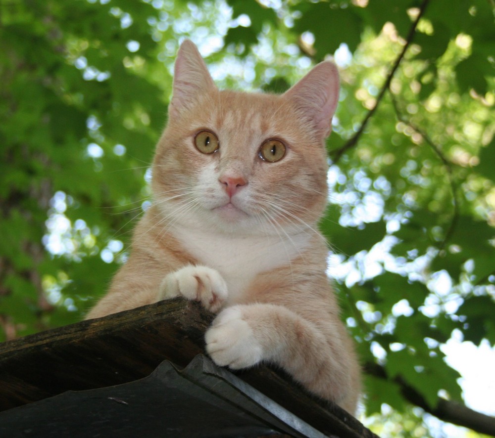 David atop the cat-house