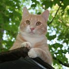 David atop the cat-house