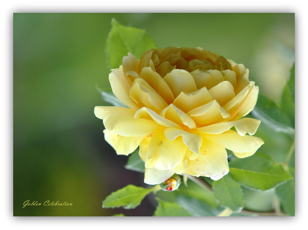 David Austin Rose  "GOLDEN CELEBRATION"