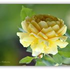 David Austin Rose  "GOLDEN CELEBRATION"