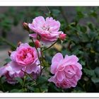 David Austin Rose -Maid Marion -