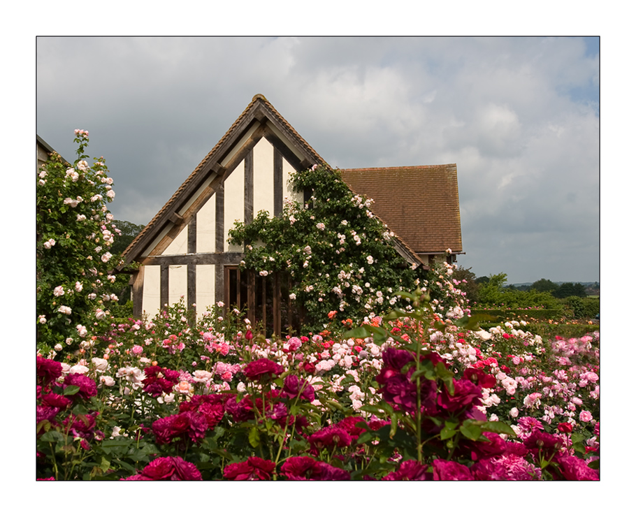 "David Austin Roses"