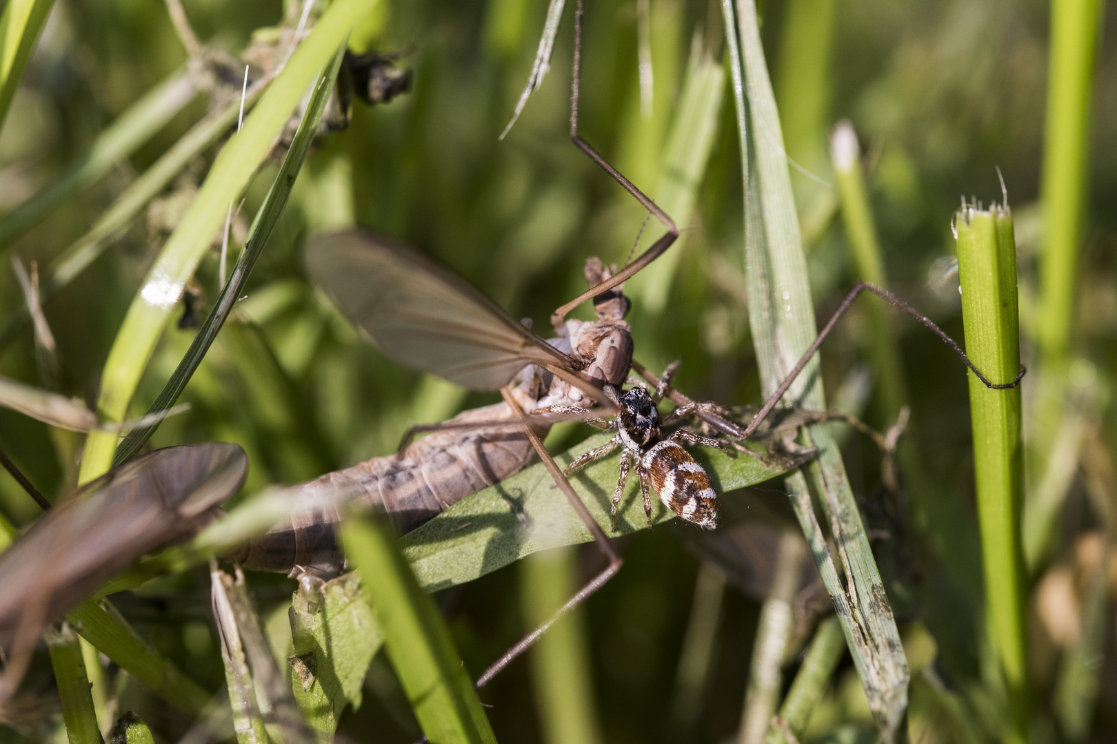 David gegen Goliath Foto & Bild fotos, natur, tiere Bilder auf