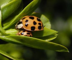 David & Goliath auf Buchsbaum