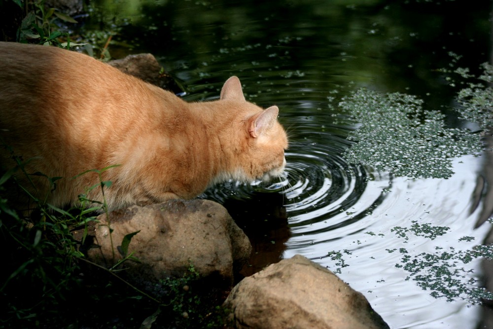 David taking a drink