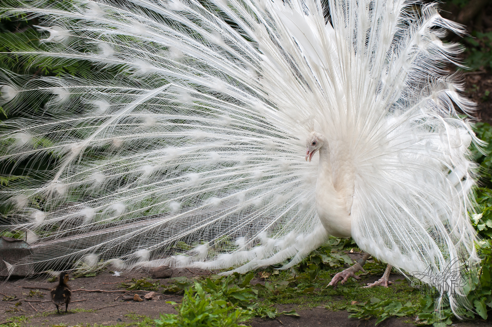 David the Duck vs. Goliath the white peacock