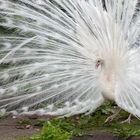 David the Duck vs. Goliath the white peacock