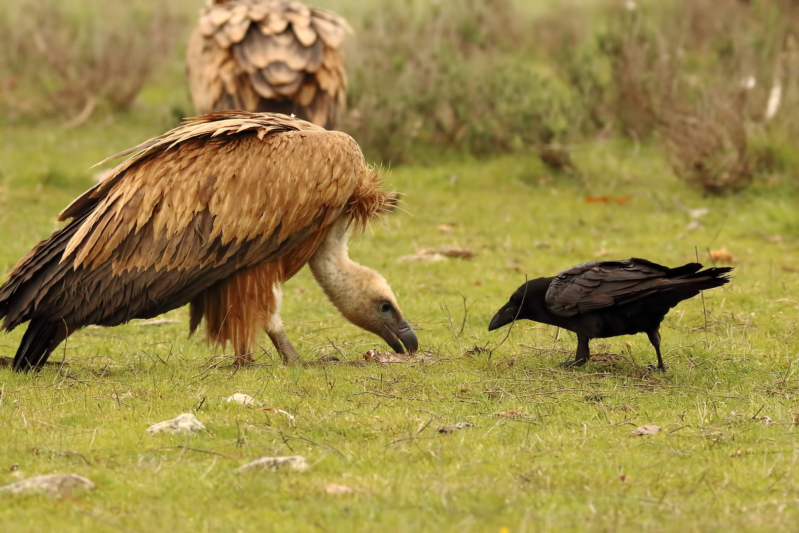 David und Goliath Foto & Bild tiere, wildlife, natur Bilder auf