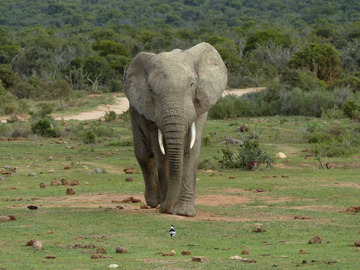 "David versus Goliath" - Kruger National Park / South Africa