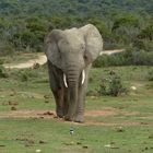 "David versus Goliath" - Kruger National Park / South Africa