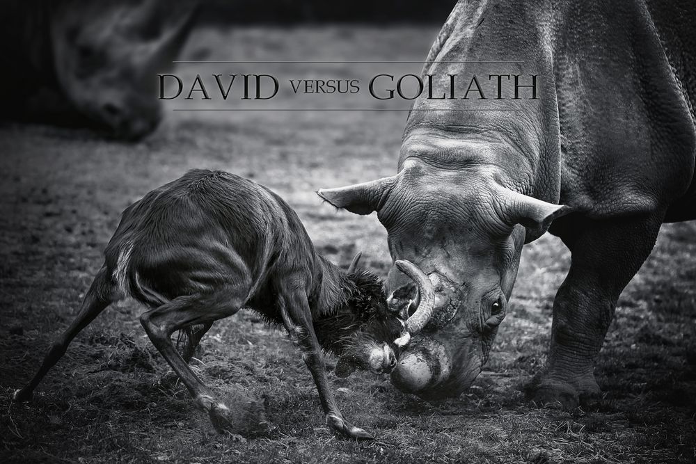 DAVID-vs-GOLIATH