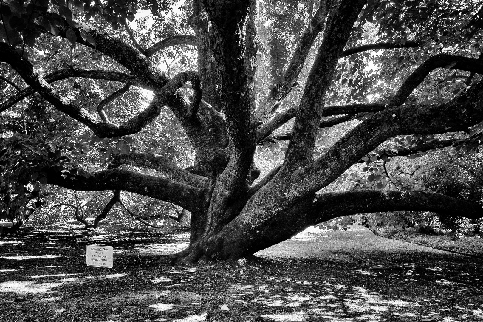 Davidia involucrata, Villa Taranto