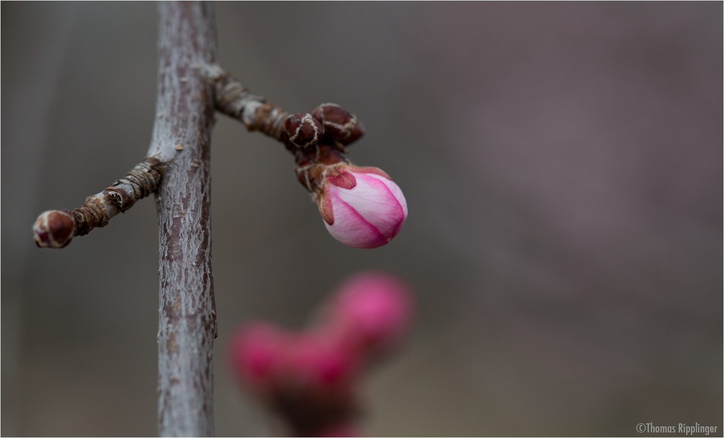 Davids Pfirsich (Prunus davidiana)...