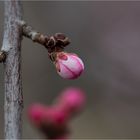 Davids Pfirsich (Prunus davidiana)...