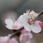 Davids Pfirsich (Prunus davidiana)