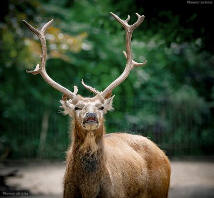 Davidshirsch/Elaphurus davidianus