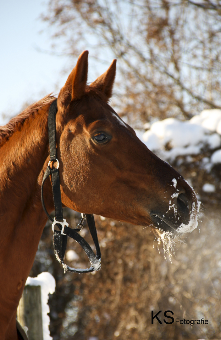 DaVinci - 5jähriger Warmblutwallach