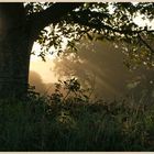 dawn at farwood barton farm Devon