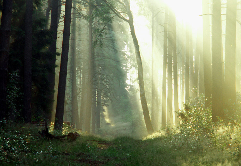 dawn at forest after rain