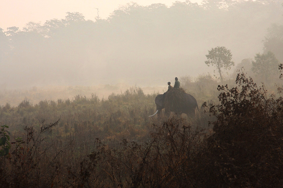 Dawn in Chitwan National Park
