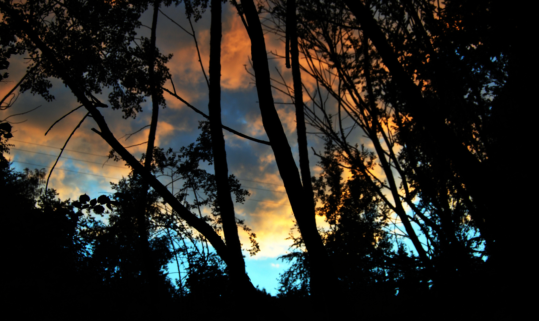 Dawn in the Forrest