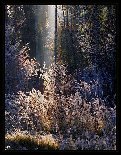 Dawn in the frozen forest 2