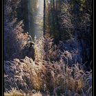 Dawn in the frozen forest 2