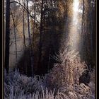 Dawn in the frozen forest