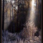 Dawn in the frozen forest