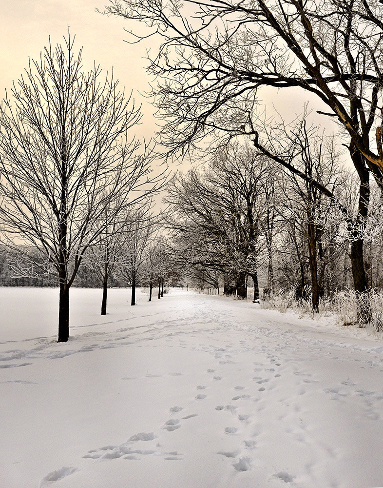 Dawn Snow walk