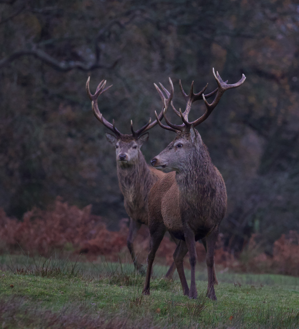 Dawn Stags