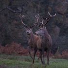 Dawn Stags