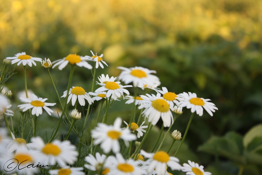 Dawning Meadow