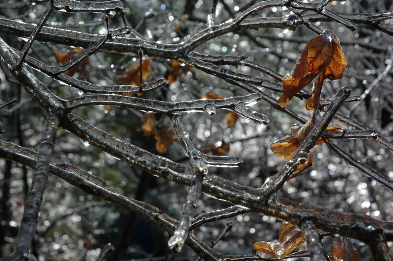 Day After a Ice Storm