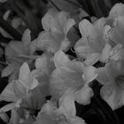 Day Lilies In The Moonlight