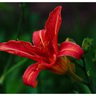 Day Lily