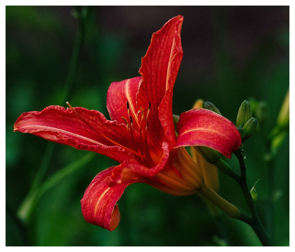 Day Lily