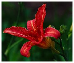 Day Lily