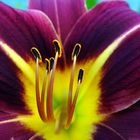 Day Lily