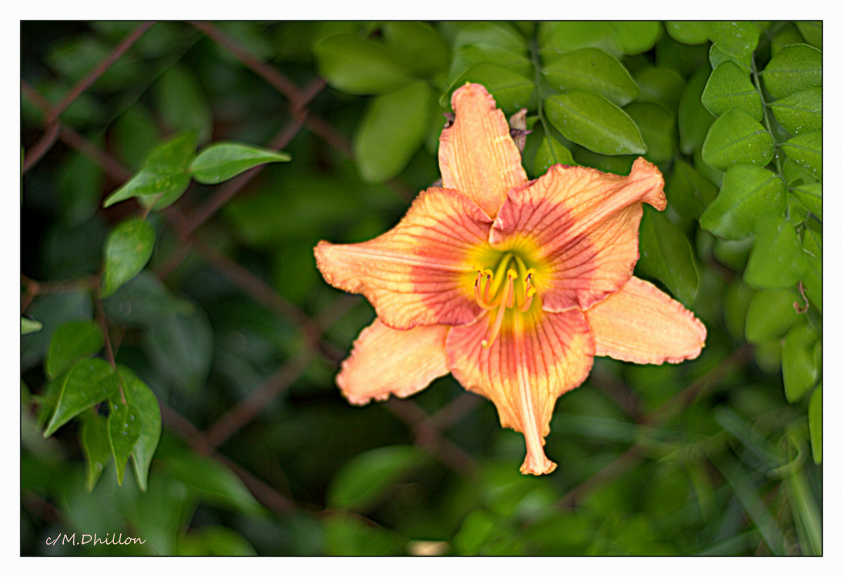 Day Lily