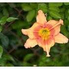 Day Lily