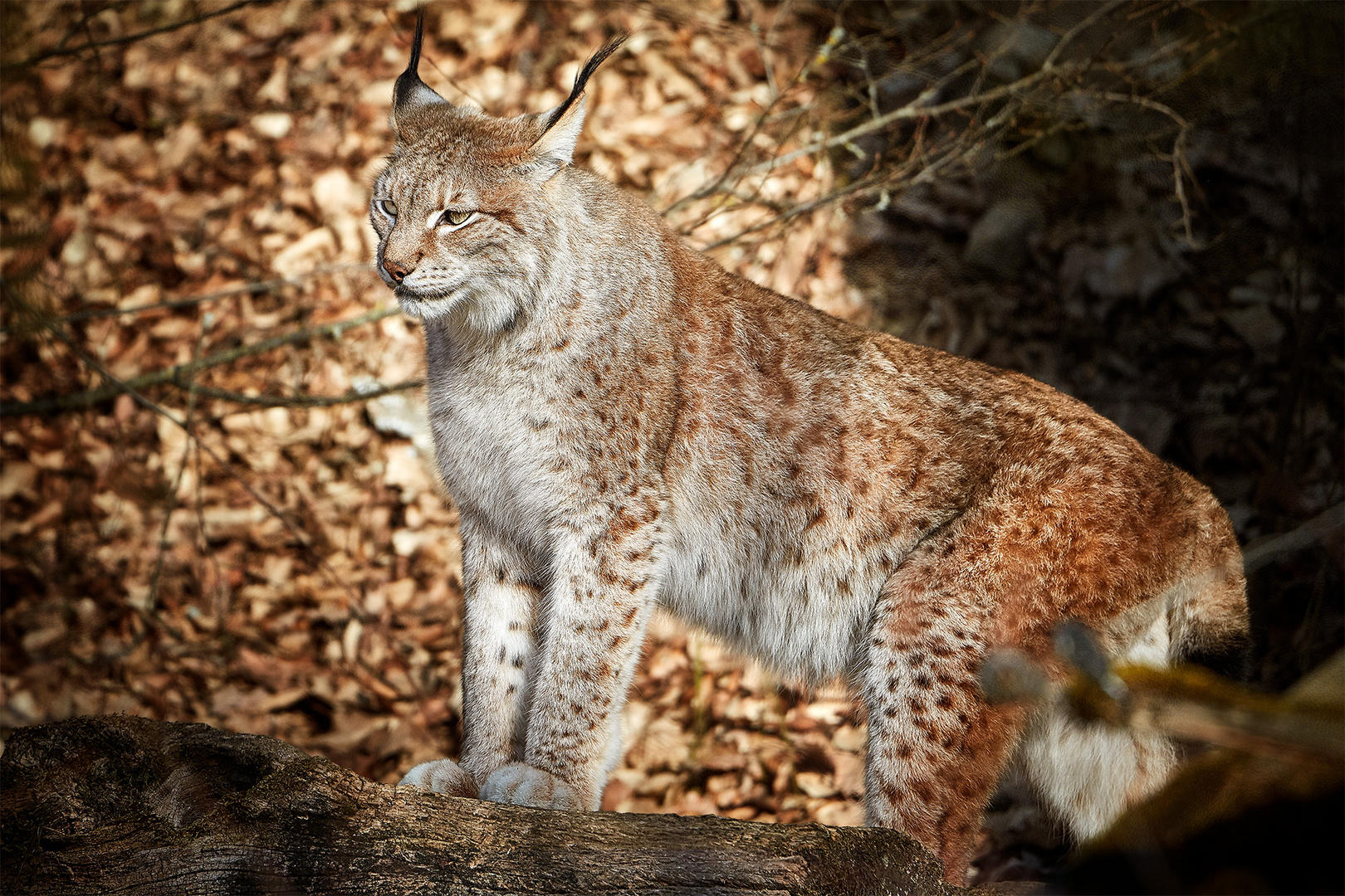 Day of the Lynx