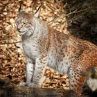 Day of the Lynx