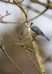 °°° Day of the Titmouse °°°