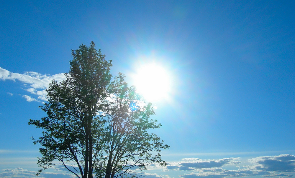 Day tree