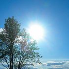 Day tree
