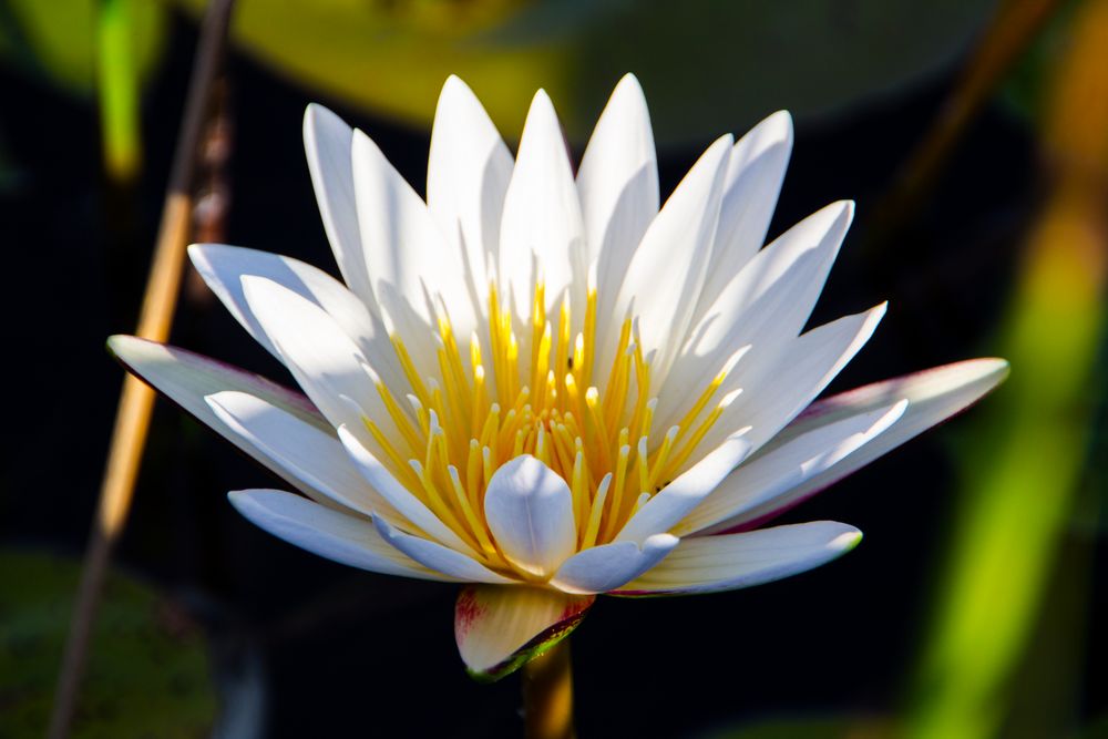 Day Waterlily (Nymphaea Nouchali), Namibia