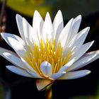 Day Waterlily (Nymphaea Nouchali), Namibia