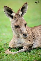 Daydreaming Kangaroo