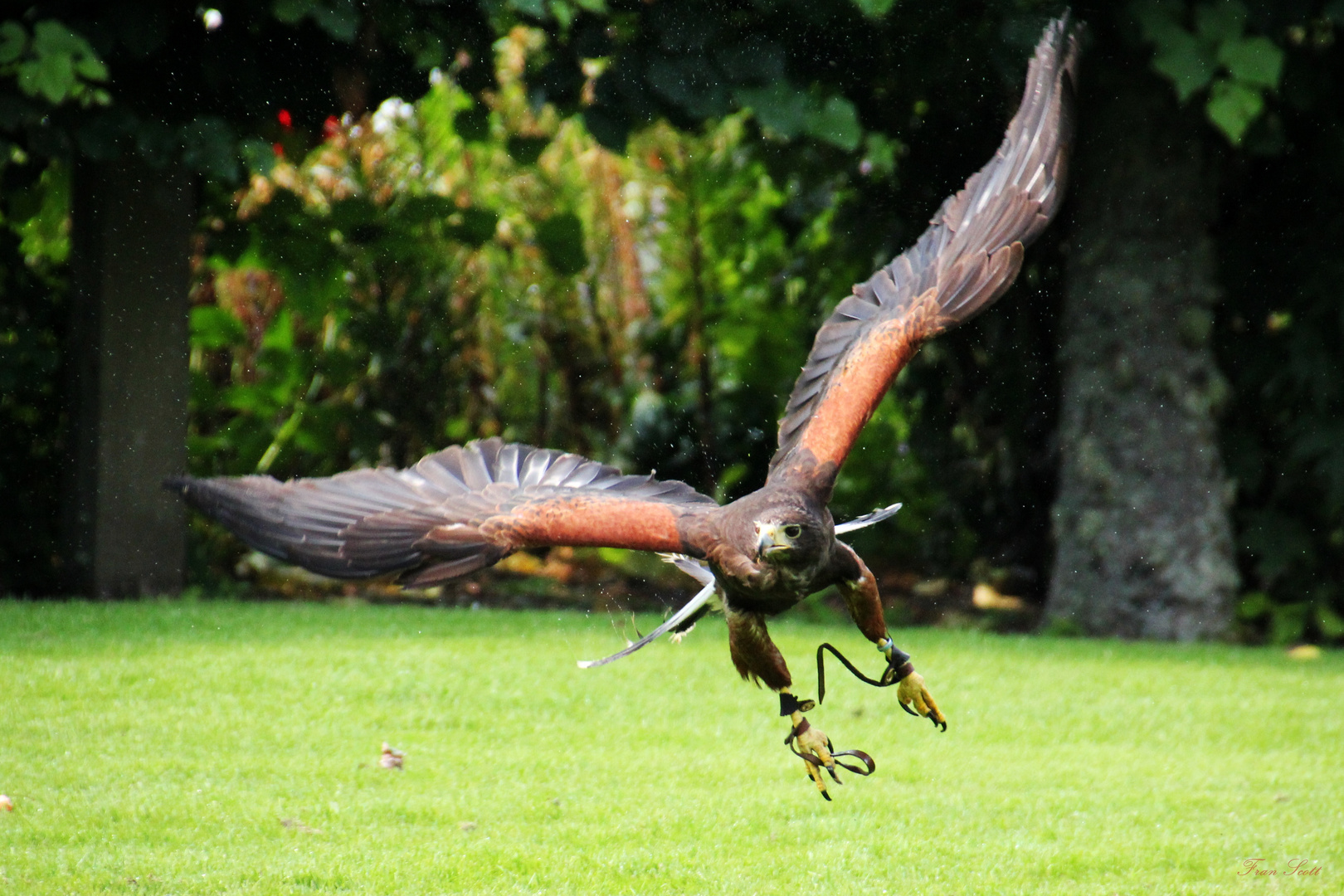 Daydreaming of Scotland LXIX: Hawk